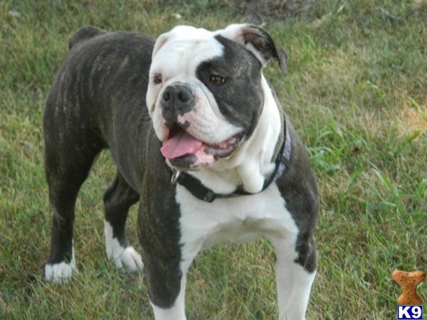 Old English Bulldog dog