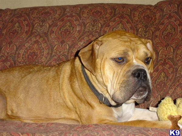 Old English Bulldog dog