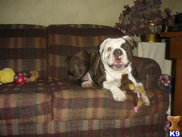 Old English Bulldog dog