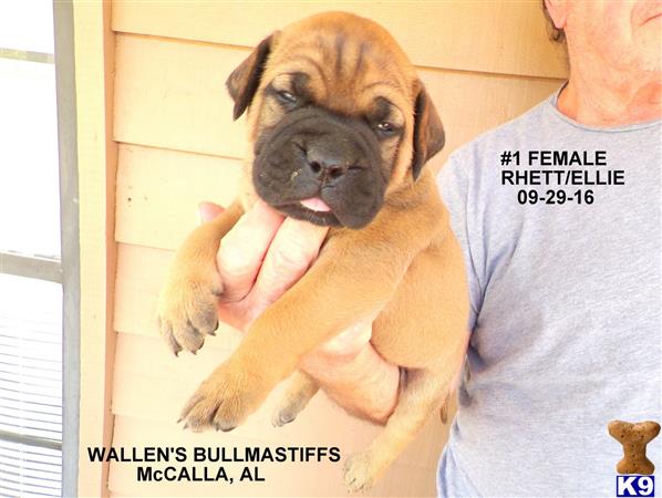 Bullmastiff