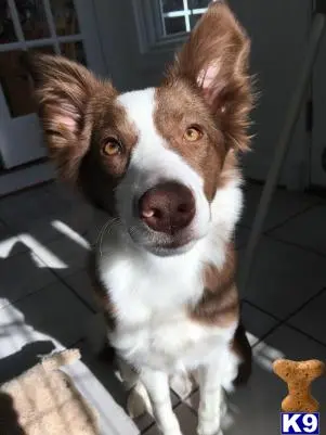 Border Collie female dog