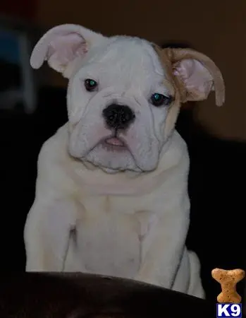 English Bulldog puppy for sale