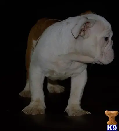 English Bulldog puppy for sale