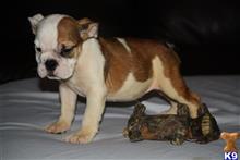 english bulldog puppy posted by icebullies