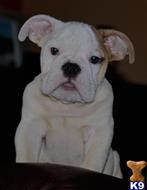 english bulldog puppy posted by icebullies