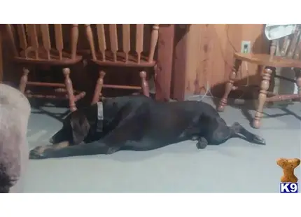 a black doberman pinscher dog lying on a blue mat in a wooden room
