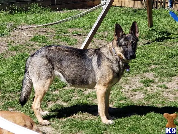 German Shepherd female dog