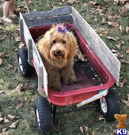 Cockapoos female dog