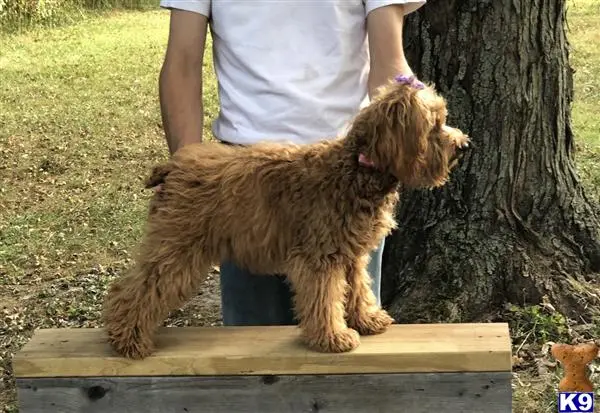 Cockapoos female dog