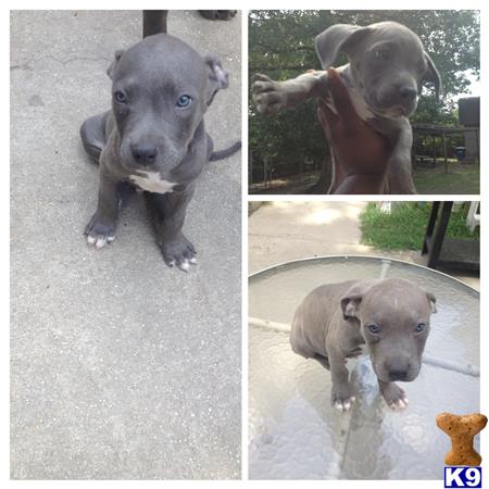 american pit bull puppy posted by idatboyunv