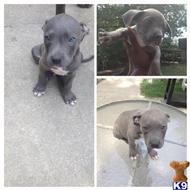 american pit bull puppy posted by idatboyunv