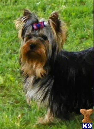 Yorkshire Terrier