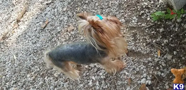 Yorkshire Terrier stud dog