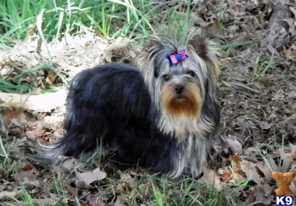 Yorkshire Terrier stud dog