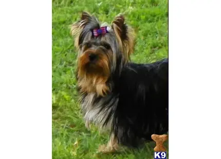 Yorkshire Terrier