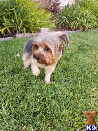 Yorkshire Terrier stud dog