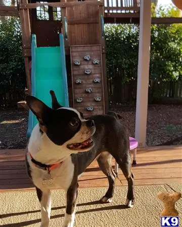 Boston Terrier