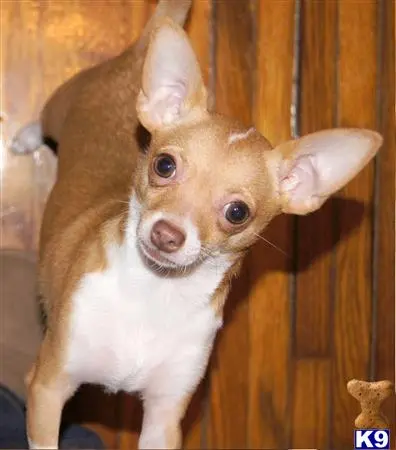 Chihuahua female dog