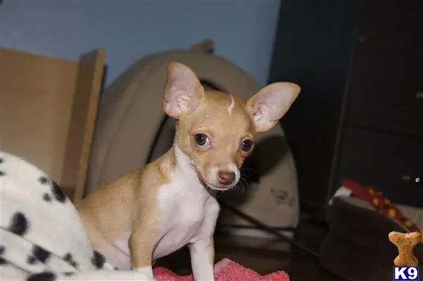 Chihuahua female dog