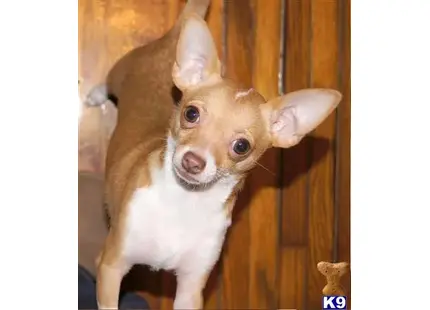 Chihuahua