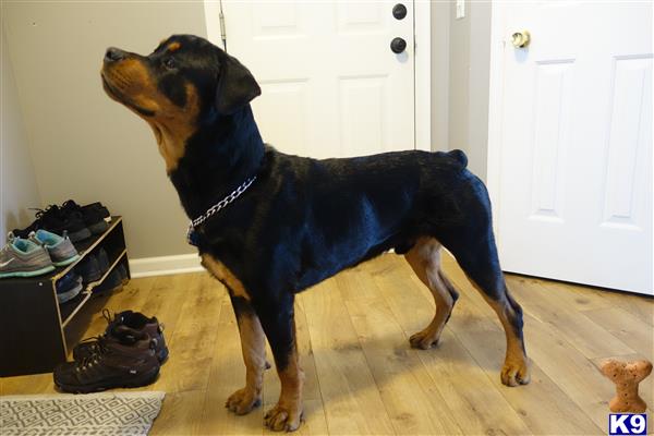 Rottweiler