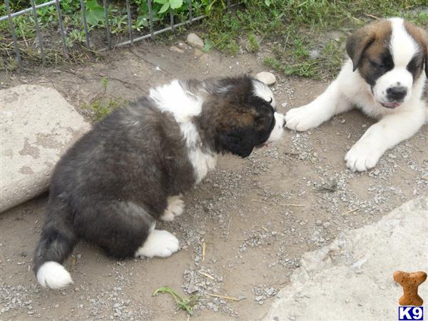 Saint Bernard