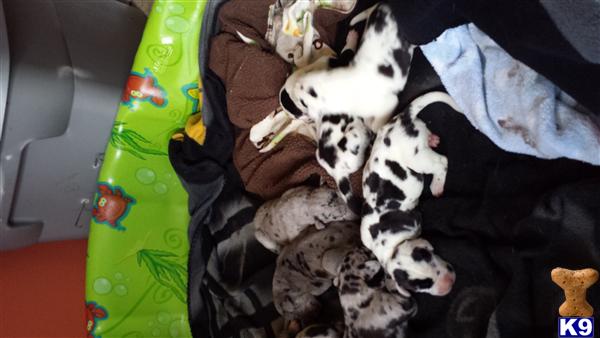 great dane puppy posted by ikg1