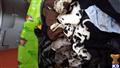 great dane puppy posted by ikg1