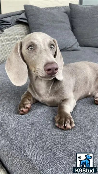 Dachshund stud dog