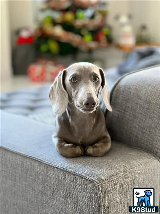 Dachshund stud dog