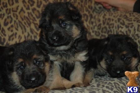 german shepherd puppies for sale in ma german shepherd puppies for sale in massachusetts german shepherd puppies for sale in ma german shepherd puppies for sale in massachusetts