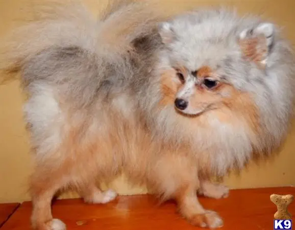 Pomeranian stud dog