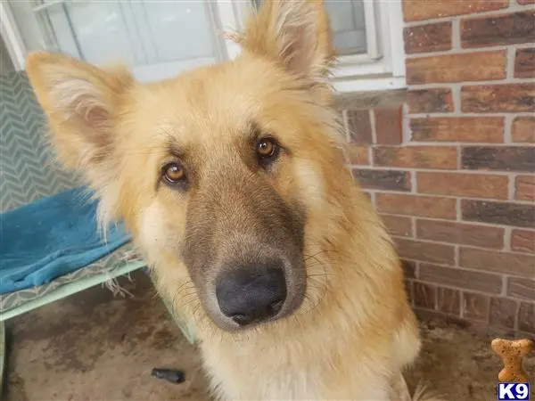 German Shepherd stud dog