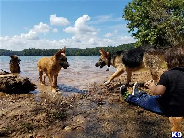 German Shepherd stud dog