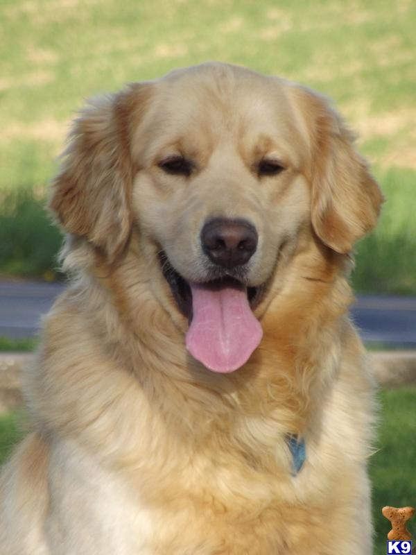 Golden Retriever stud dog