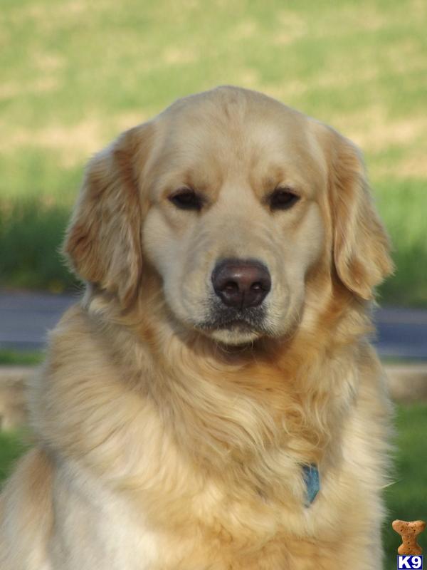 Golden Retriever stud dog