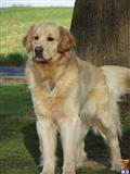 Golden Retriever stud dog: Golden Retriever standing on grass with a lush green background