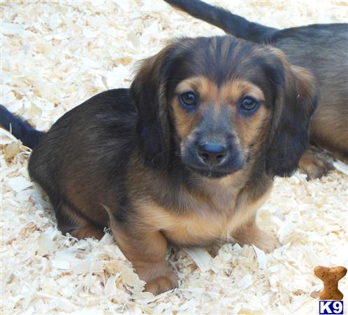 dachshund puppies for sale in california dachshund puppies for sale in california dachshund puppies for sale in california dachshund puppies for sale in california