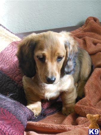 dachshund puppy posted by iluvdogz