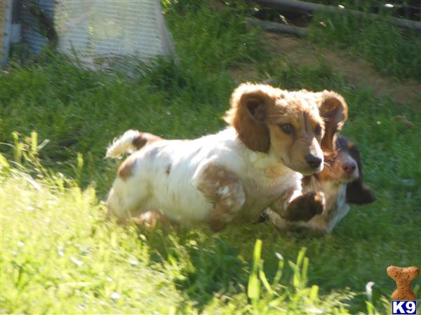 dachshund puppy posted by iluvdogz