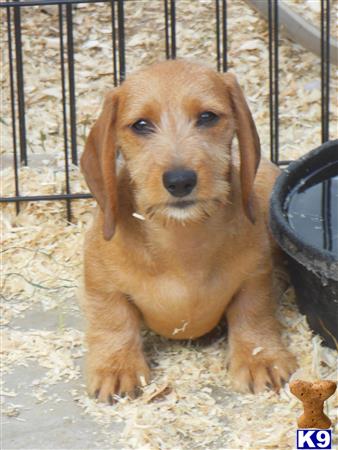 dachshund puppy posted by iluvdogz