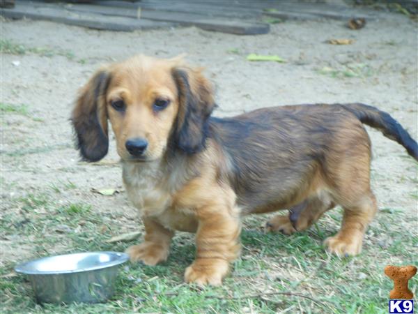 dachshund puppies california dachshund puppies for sale in california dachshund puppies california dachshund puppies for sale in california