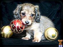 dachshund puppy posted by iluvdogz