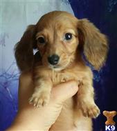 dachshund puppy posted by iluvdogz