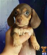 dachshund puppy posted by iluvdogz