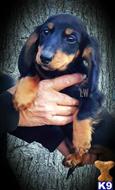 dachshund puppy posted by iluvdogz