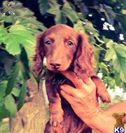 dachshund puppy posted by iluvdogz