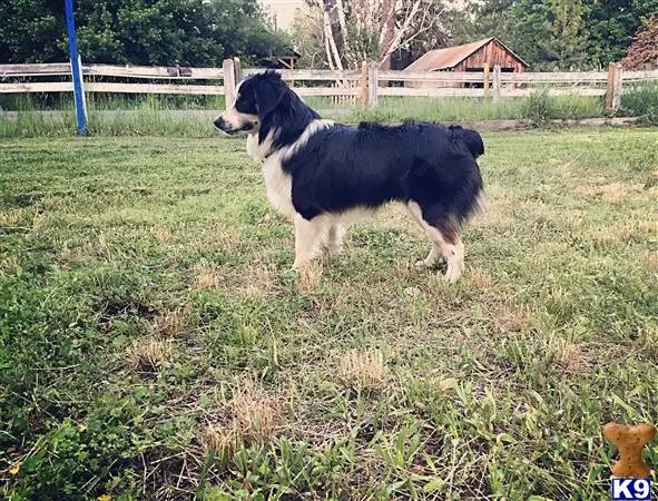 Miniature Australian Shepherd stud dog