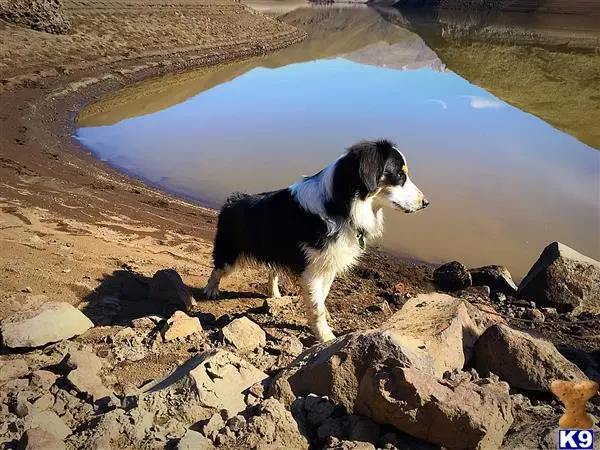 Miniature Australian Shepherd stud dog