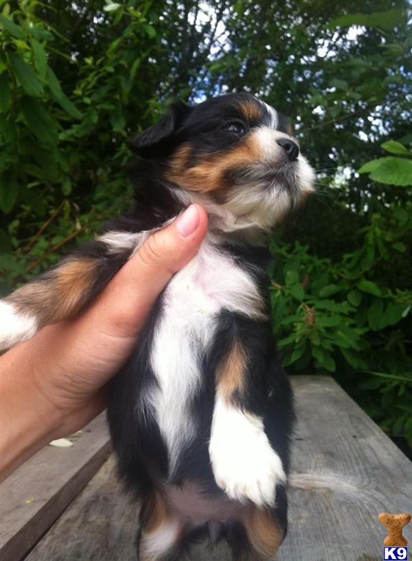 shih tzu puppies for sale in bellingham wa shih tzu puppy for sale three colored shih tzu puppy 4 years shih tzu puppies for sale in bellingham wa shih tzu puppy for sale three colored shih tzu puppy 4 years